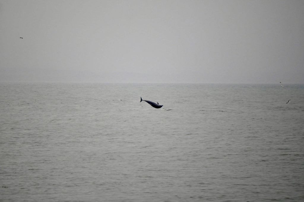 Wheels & Whales - Bikepacking and Whale Watching in the Shetland Isles